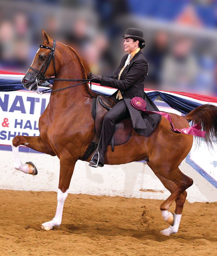 This year at the Scottsdale Arabian Horse Show, Sarah Esqueda will be competing in half Arabian country 19-39 with Nirvanas Afire CRF, Halt Arabian hunter 19-39 and AHPA amateur owner hunter pleasures jackpot with Slim Shady WA. She will also be showing two Arabian geldings in halter for one of her trainers, Cynthia Burkman. PHOTO BY JASON MOLBACK